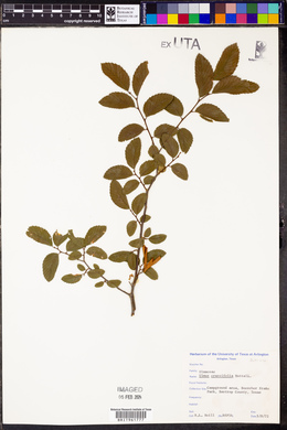 Ulmus crassifolia image