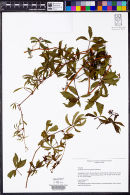 Parthenocissus heptaphylla image