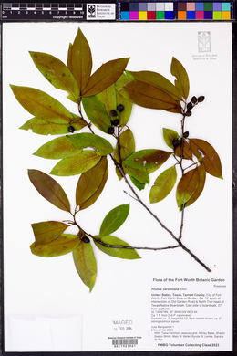 Prunus caroliniana image