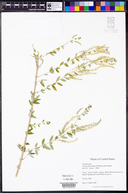 Aloysia gratissima image