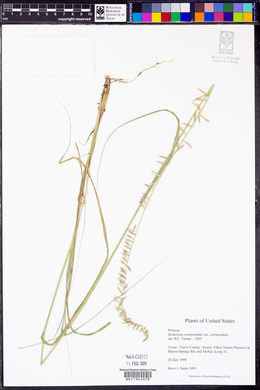 Bouteloua curtipendula var. curtipendula image