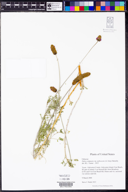 Dalea compacta image