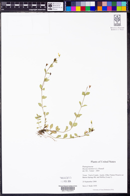 Bacopa monnieri image