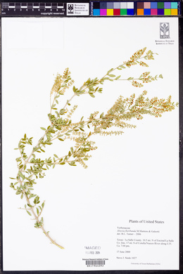 Aloysia gratissima image