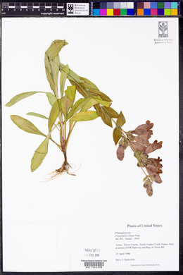 Penstemon cobaea image