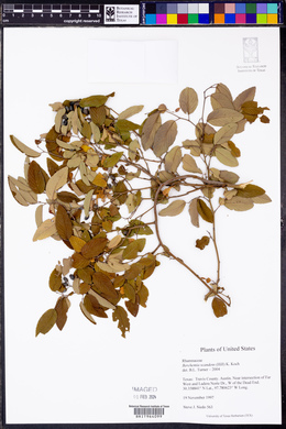 Berchemia scandens image