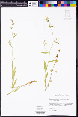 Triodanis coloradoensis image