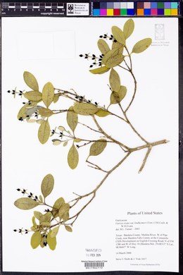 Garrya lindheimeri image