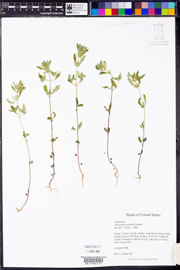 Hedeoma acinoides image