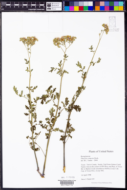 Phacelia congesta image