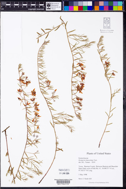 Krameria lanceolata image