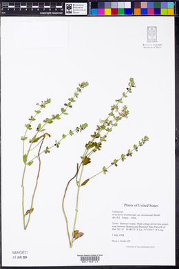 Scutellaria drummondii image
