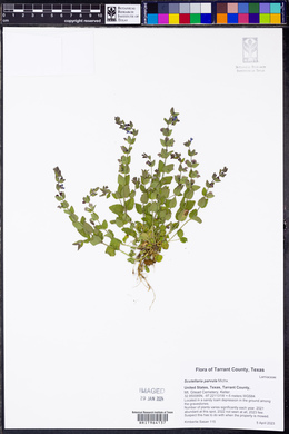 Scutellaria parvula image
