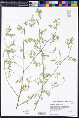 Indigofera miniata image