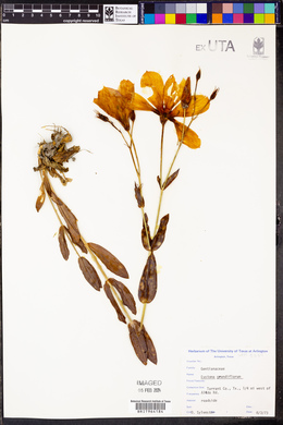 Eustoma grandiflorum image