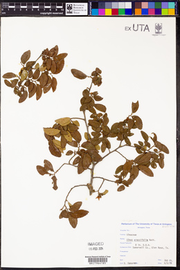Ulmus crassifolia image
