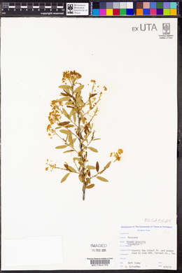 Prunus gracilis image