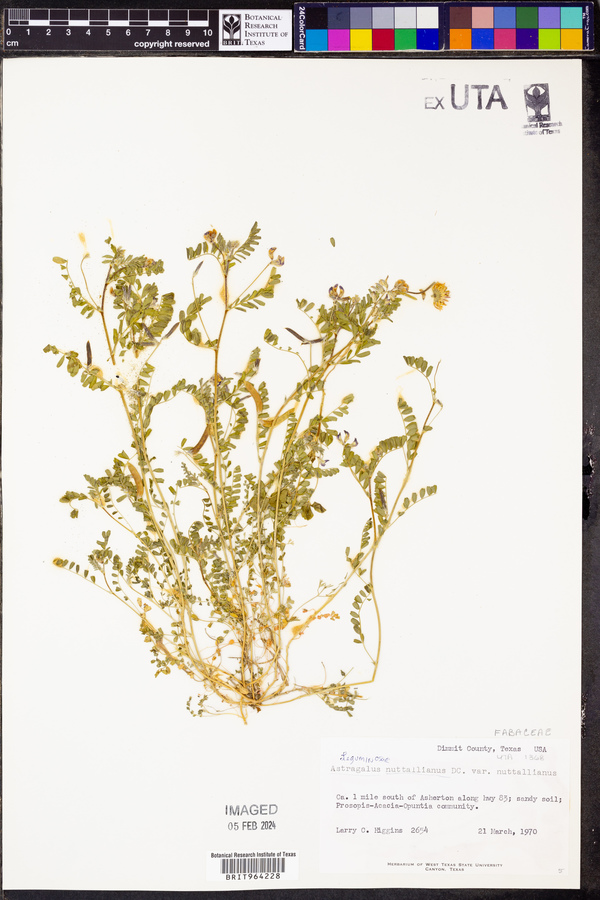 Astragalus nuttallianus nuttallianus image