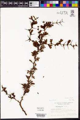 Acacia rigidula image