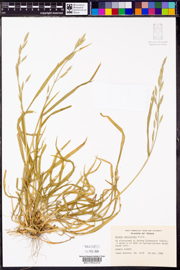 Bromus catharticus image