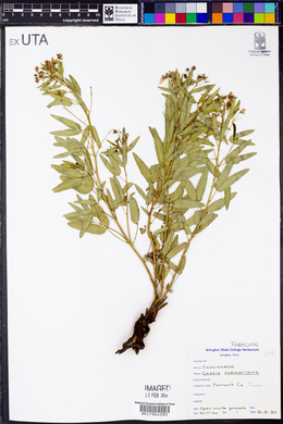 Senna roemeriana image