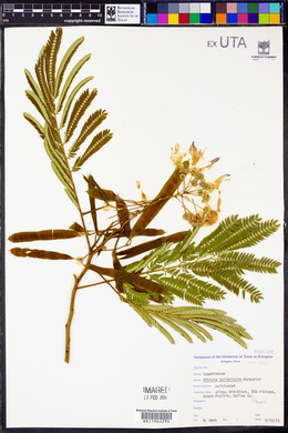 Albizia julibrissin image