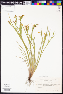 Sisyrinchium pruinosum image