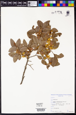 Ulmus crassifolia image