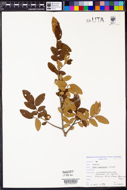 Ulmus crassifolia image