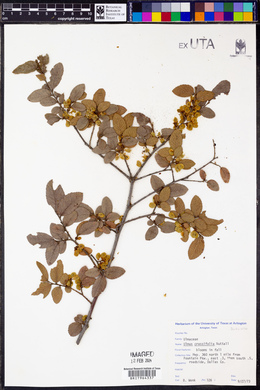 Ulmus crassifolia image