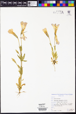 Gentianopsis thermalis image