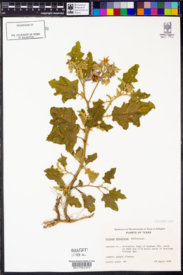 Solanum dimidiatum image