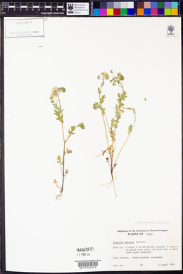 Phacelia hirsuta image