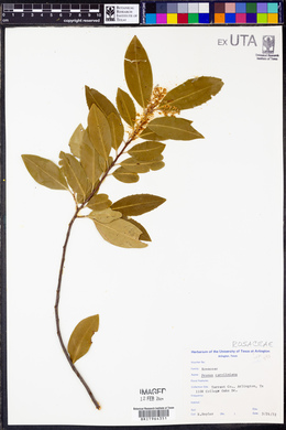 Prunus caroliniana image