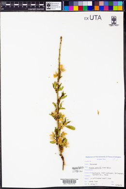 Prunus persica image