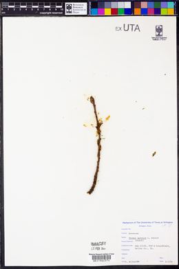 Prunus persica image