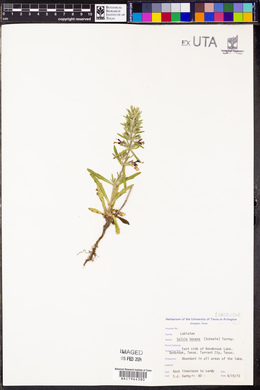 Salvia texana image