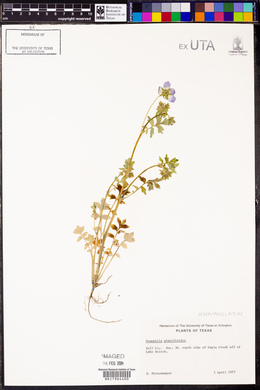 Nemophila phacelioides image