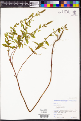 Mentha spicata image