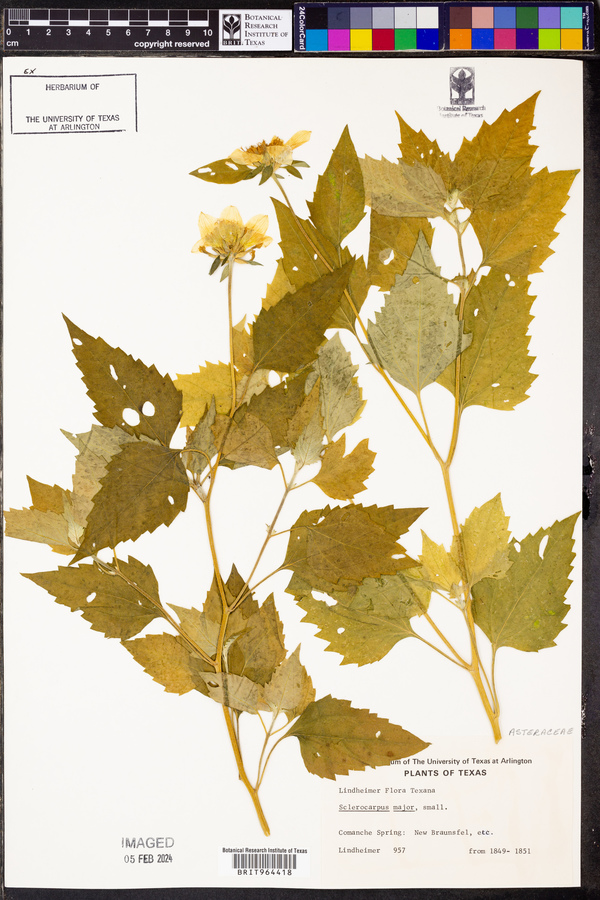 Sclerocarpus major image