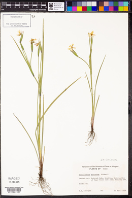 Sisyrinchium pruinosum image