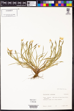Sisyrinchium pruinosum image