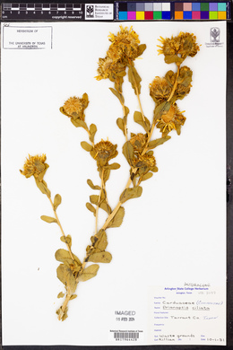 Grindelia ciliatus image