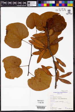 Cercis occidentalis image