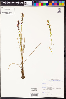 Liatris glabrata image