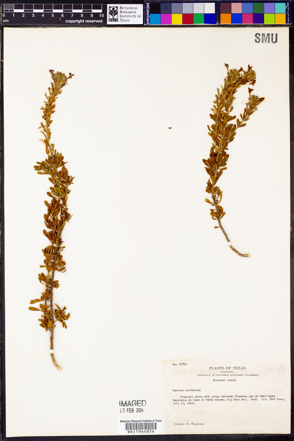 Bouchea spathulata image