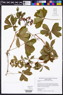 Parthenocissus heptaphylla image