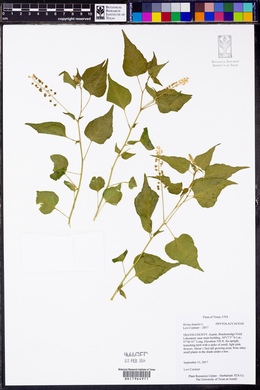 Rivina humilis image