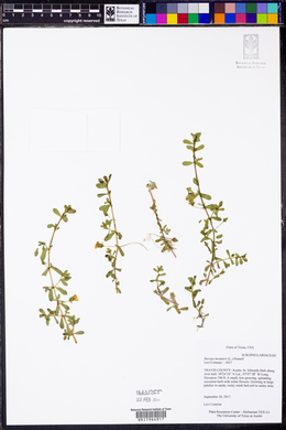 Bacopa monnieri image