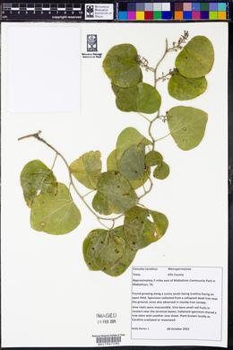 Nephroia carolina image